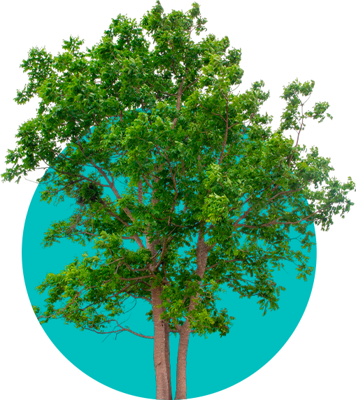ESG_0009_arvore-isolada-em-fundo-branco